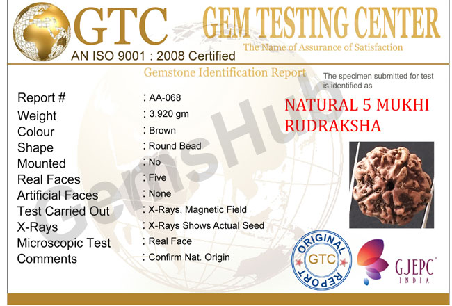 5 Mukhi Certified Nepali Rudraksha